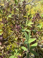 Pedicularis parviflora