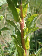 Euphorbia hirsuta