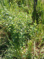 Euphorbia hirsuta