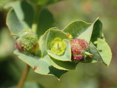 Euphorbia hirsuta