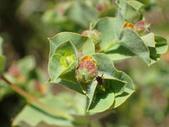 Euphorbia hirsuta