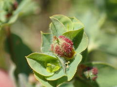 Euphorbia hirsuta