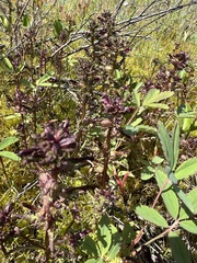 Pedicularis parviflora
