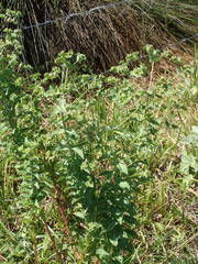 Euphorbia hirsuta