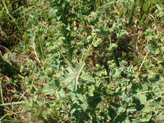 Euphorbia hirsuta