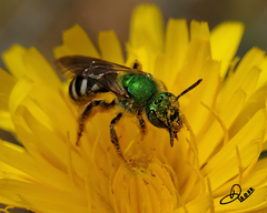 Agapostemon virescens