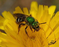 Agapostemon virescens