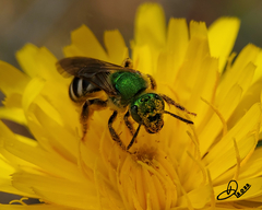 Agapostemon virescens