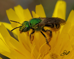 Agapostemon virescens