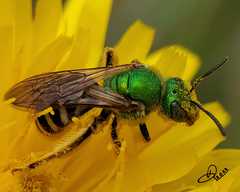 Agapostemon virescens
