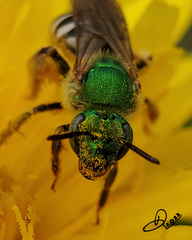 Agapostemon virescens