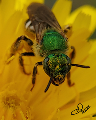 Agapostemon virescens