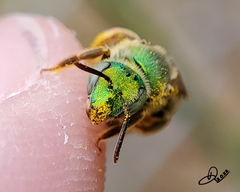 Agapostemon virescens