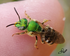 Agapostemon virescens