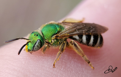 Agapostemon virescens