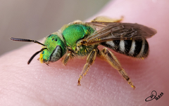 Agapostemon virescens