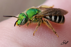 Agapostemon virescens