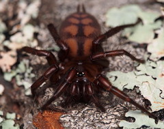 Hexathele kohua