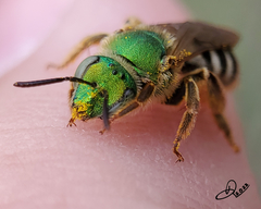 Agapostemon virescens