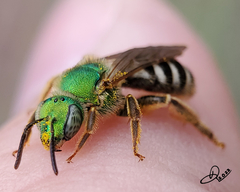 Agapostemon virescens