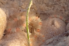 Macrophiothrix melanosticta