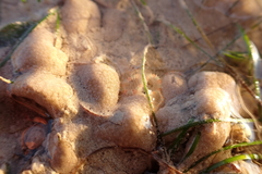 Macrophiothrix melanosticta