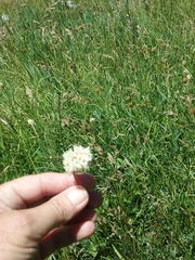 Bistorta bistortoides