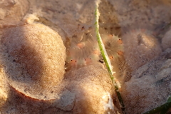 Macrophiothrix melanosticta