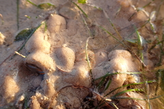Macrophiothrix melanosticta