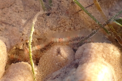 Macrophiothrix melanosticta
