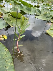 Lysimachia thyrsiflora