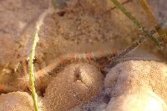 Macrophiothrix melanosticta