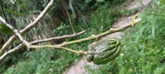 Citrus medica sarcodactylis