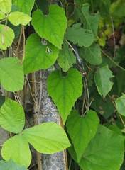 Thladiantha nudiflora