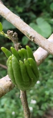 Citrus medica sarcodactylis