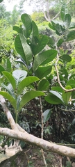 Citrus medica sarcodactylis
