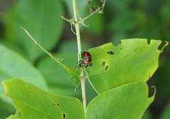 Eocanthecona concinna