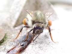 Bombus sonani