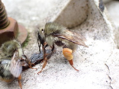 Bombus sonani