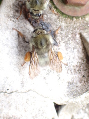 Bombus sonani
