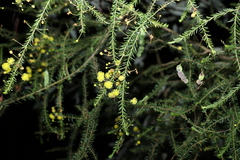 Acacia conferta