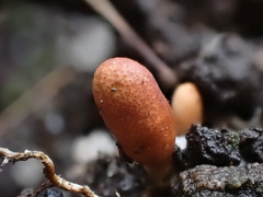 Cordyceps meneristitis