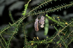 Acacia conferta