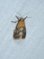 Symmetrodes sciocosma