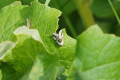 Maliattha synochitis