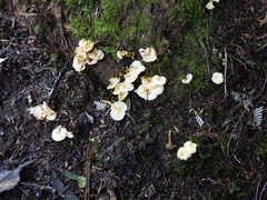 Cantharellus wellingtonensis image