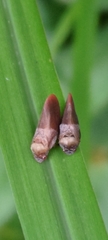 Eoscarta
