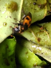 Nicrophorus vestigator