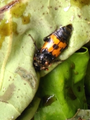Nicrophorus vestigator