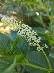 Phytolacca americana
